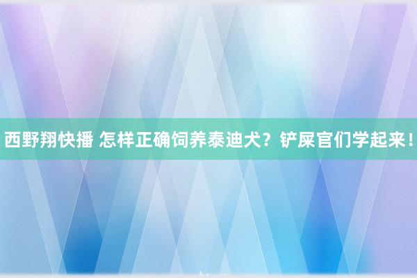 西野翔快播 怎样正确饲养泰迪犬？铲屎官们学起来！